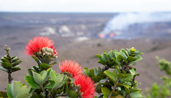 lehua-kilauea