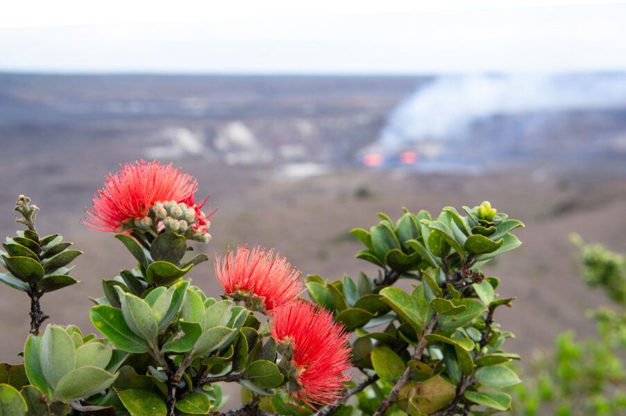 lehua-kilauea